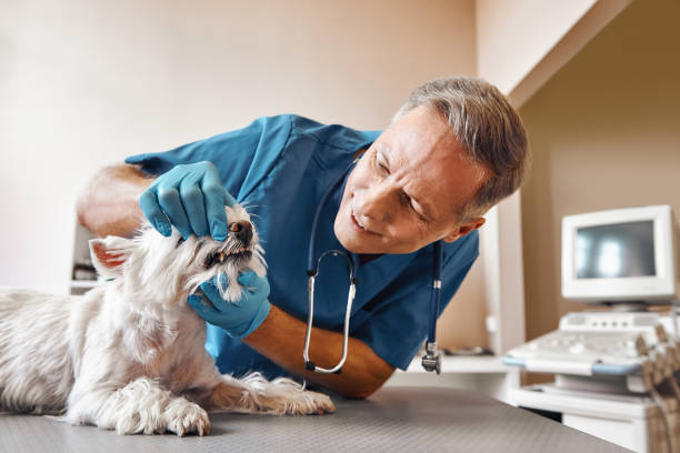 Dentist for Dental Trauma in MD